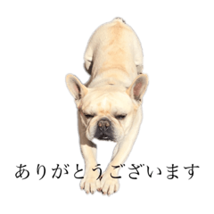 matsuoka_dog