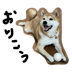 柴犬ぽっちゃん（ポテト）