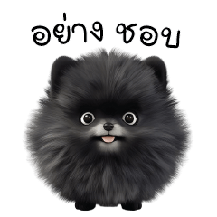 Tuadam Pomeranian black dog cute