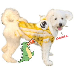 Diary of a White Mini Poodle