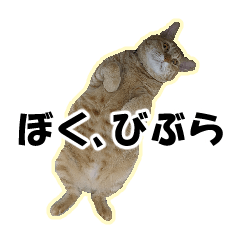 Domestic cat, Bibura