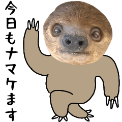 Simple photograph of the sloth