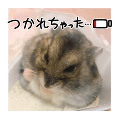 omochi_20240104194230