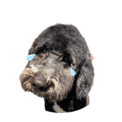 かわいいぼくの犬