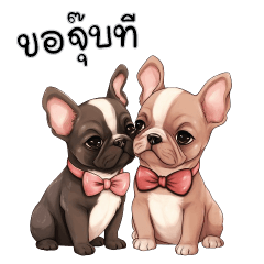 French Bulldog couple cute
