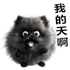 Pomeranian black dog cute TW