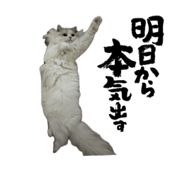 きなジルもずにゃん