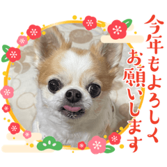 mush_20240105161230