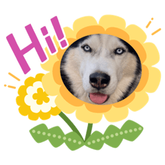 Husky happy every day