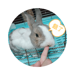 Ruby'Rabbit