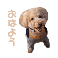 chachamaru.chachamaru