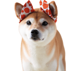 Shiba Inu Expressions Pack