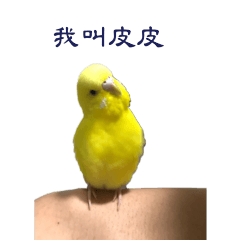 budgie_pipi_bird