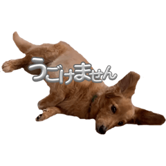 Chipp everyday_20240106000000