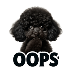 Selfish Black Toy Poodle!