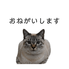 natsukisan_20240107051126