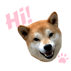 Shibainu dog Kinaco 2