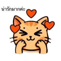 Kaew the cat