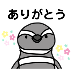 penguin_20240107111353