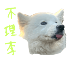 yudo測試版