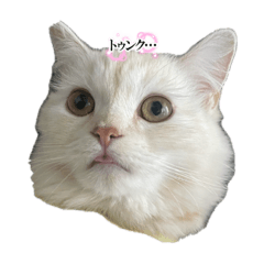 dontacos_20240107164749