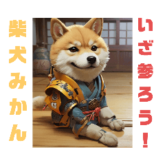 shibainu1st