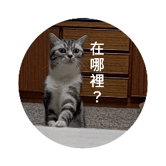 摩卡貓日常