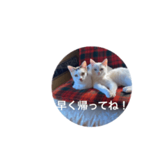Rescued cat Yuki & Moe