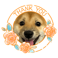 Sakura_20240108214944