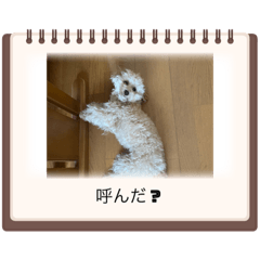 Sakura_20240108193059