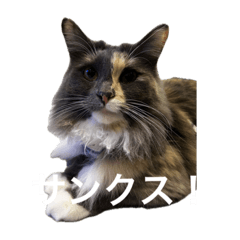 2024 miso mochi