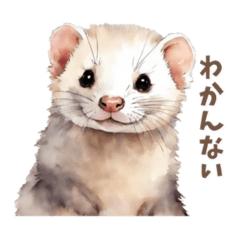 ferret daily life use
