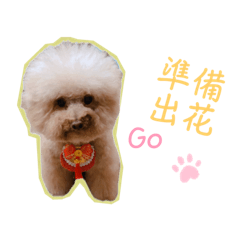 狗狗诶日常
