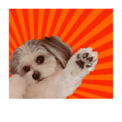 うちのきゅうさま LINE スタンプ LINE STORE