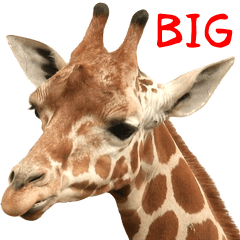 Photograph of the big giraffe
