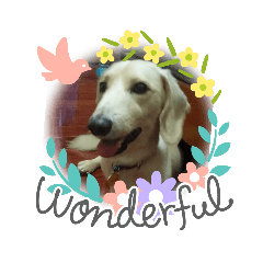 dachshund  Pipi - Life