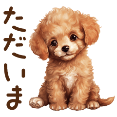 Cute Puppy | Toy poodle | Year-Round