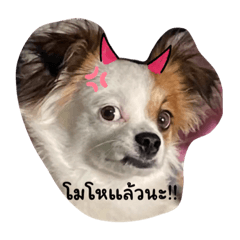 Brownie my son_20240110163936