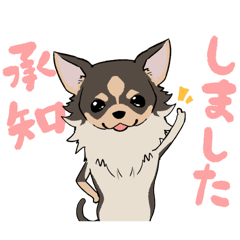 Hello, we're "kawaii" Chihuahua!5