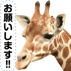Note of the giraffe