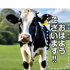 乳牛ホルスタイン【リアル風】