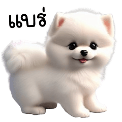 White Pomeranian Dog Cute Cute