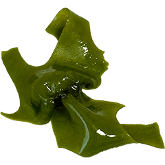 大海藻
