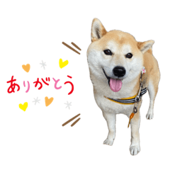 shibainu_mugichan