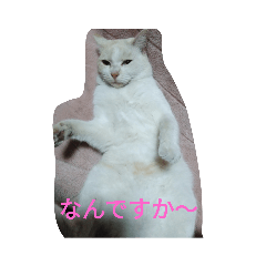 T-SHI_20240111160916