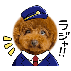 chiffon_toy-poodle