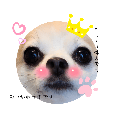 Chihuahua Mamesuke stickers