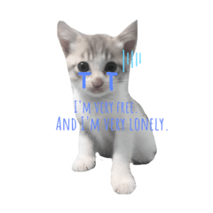 Cute cat_20240112133820