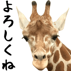 Letter of the giraffe