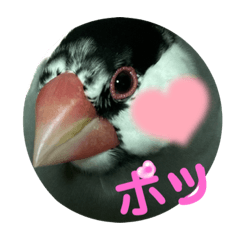 桜文鳥わすけEmotional Wasu【改訂版】